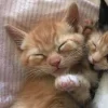 Стикер 11 Парные Котята