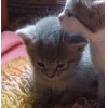 Стикер 9 Парные Котята