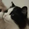 Стикер 34 Парные Котята