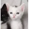 Стикер 50 Парные Котята