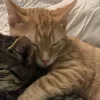 Стикер 42 Парные Котята