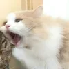 Стикер 38 Парные Котята