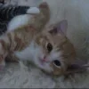 Стикер 32 Парные Котята