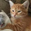 Стикер 22 Парные Котята