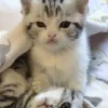 Стикер 53 Парные Котята