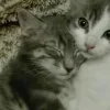 Стикер 29 Парные Котята