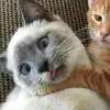 Стикер 21 Парные Котята