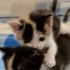 Стикер 46 Парные Котята