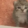 Стикер 7 Парные Котята