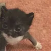 Стикер 8 Парные Котята