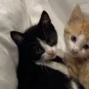 Стикер 23 Парные Котята