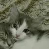 Стикер 30 Парные Котята