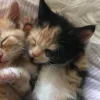 Стикер 12 Парные Котята
