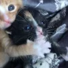 Стикер 6 Парные Котята