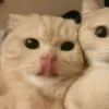 Стикер 35 Парные Котята