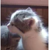 Стикер 10 Парные Котята