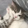Стикер 40 Парные Котята
