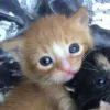 Стикер 5 Парные Котята