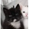 Стикер 49 Парные Котята