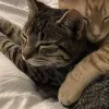 Стикер 41 Парные Котята