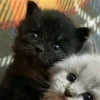 Стикер 25 Парные Котята