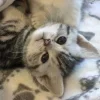 Стикер 54 Парные Котята