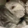 Стикер 47 Парные Котята