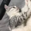 Стикер 39 Парные Котята