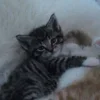 Стикер 31 Парные Котята