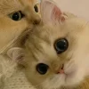 Стикер 44 Парные Котята