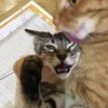 Стикер 15 Парные Котята