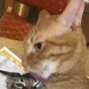 Стикер 16 Парные Котята