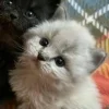 Стикер 26 Парные Котята