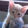 Стикер 61 Парные Котята