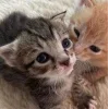 Стикер 27 Парные Котята