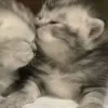 Стикер 48 Парные Котята