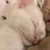 Стикер 13 Парные Котята