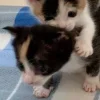 Стикер 45 Парные Котята