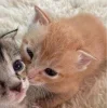 Стикер 28 Парные Котята