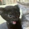 Обложка набора Парные Котята