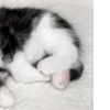 💗 Эмодзи «pale aesthetic» для Telegram