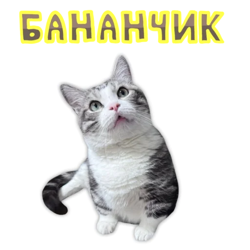 💎 Стикер «Panchan» для Telegram