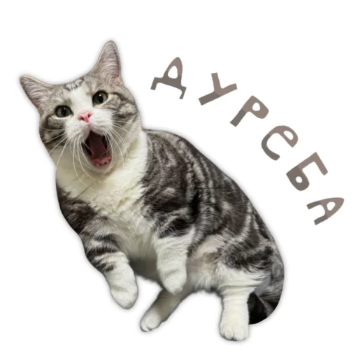 💎 Стикер «Panchan» для Telegram
