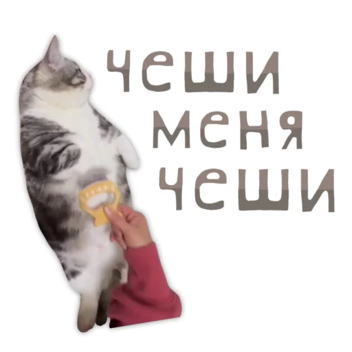 😍 Стикер «Panchan» для Telegram