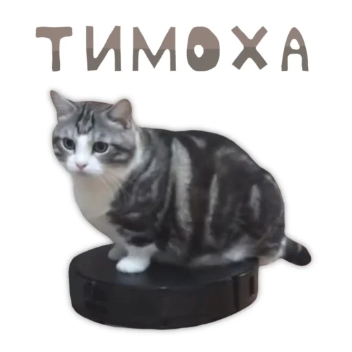 💎 Стикер «Panchan» для Telegram