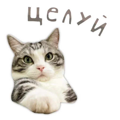 💋 Стикер «Panchan» для Telegram