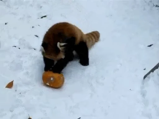 🐼 Стикер «Panda Mood» для Telegram