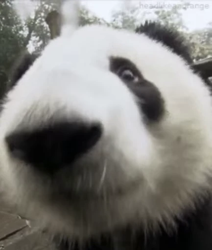 🐼 Стикер «Panda Mood» для Telegram