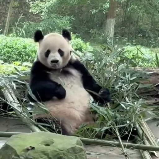 Стикерпак Panda Mood для Telegram