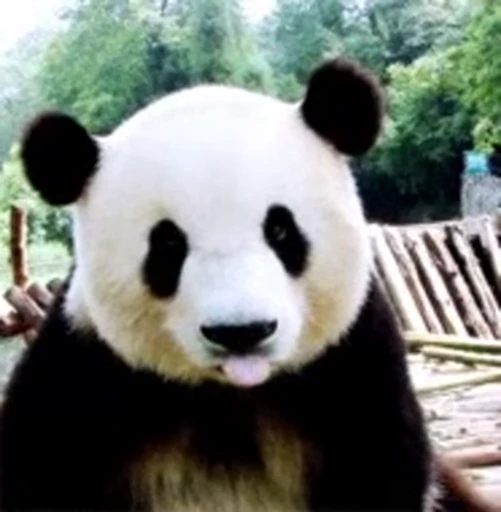 🐼 Стикер «Panda Mood» для Telegram